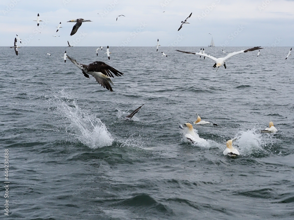 Naklejka premium Gannet, Morus bassanus