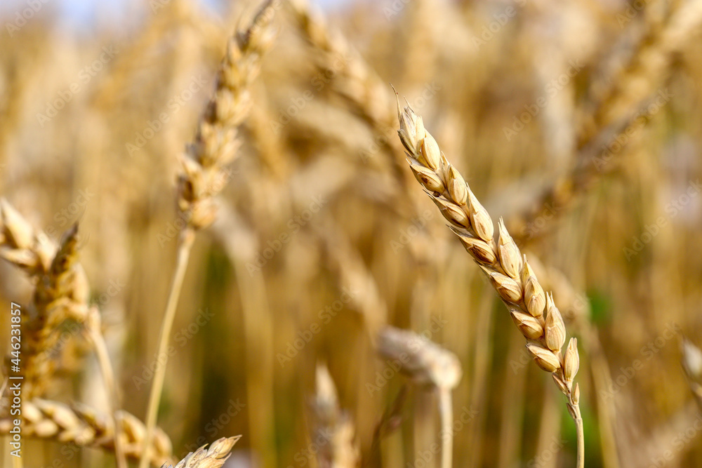 Spikelets of wheat, hot summer day. The concept of agriculture. Birth of fresh bread. Shallow depth of field. Agriculture concept