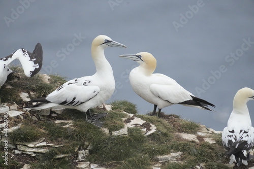 Gannet  Morus bassanus