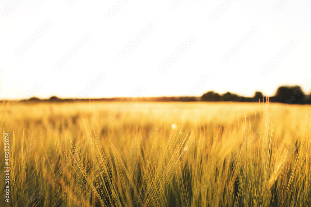 Agriculture concept with golden wheat grain fields panorama photography