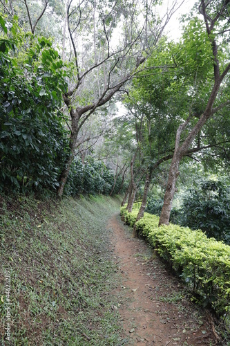 forest path beside coffee plantation