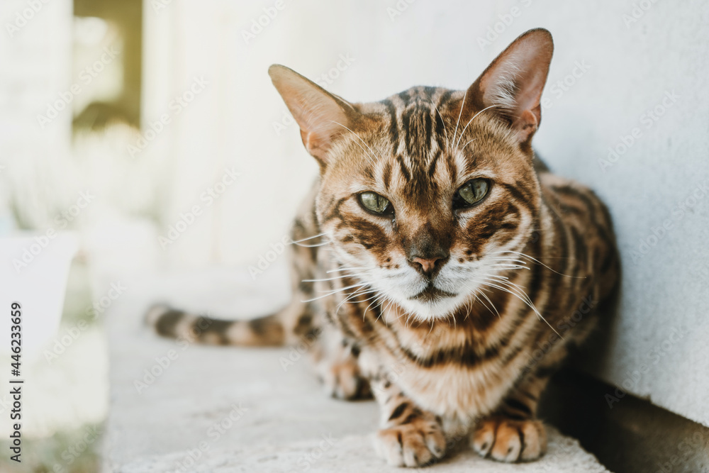 Naklejka premium Bengal cat lies looking at the camera, cat on a white background.