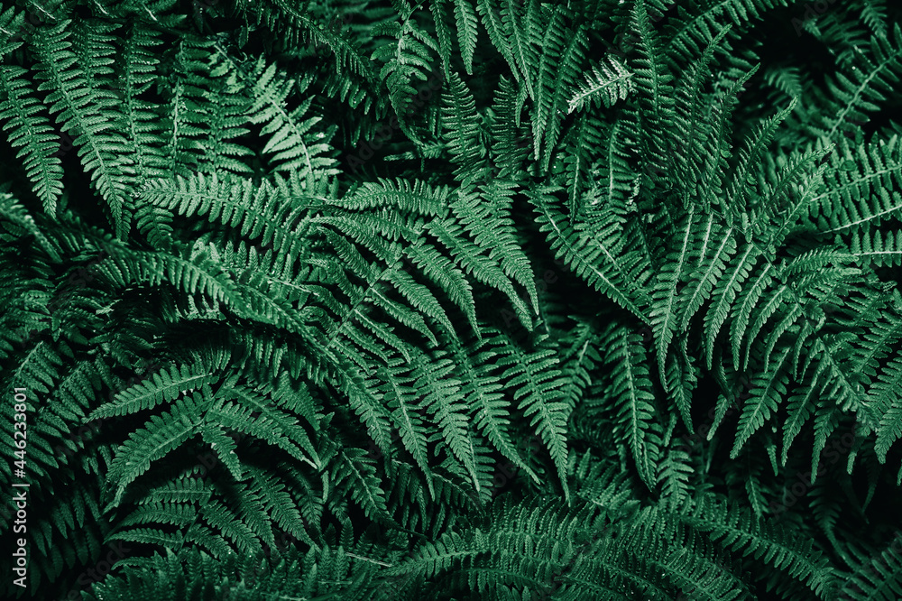 Dark green fern leaves. Fern leaf pattern. Tropical foliage. Natural abstract wallpaper. Nature background