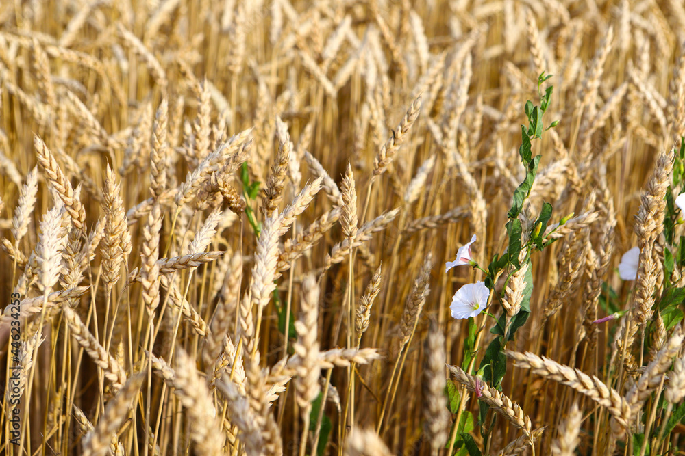Fototapeta premium Spikelets of wheat, hot summer day. The concept of agriculture. Birth of fresh bread. Shallow depth of field. Agriculture concept