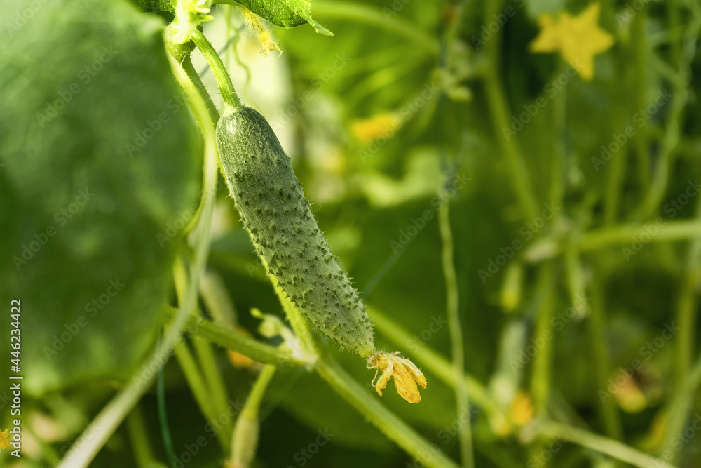 Close up of cucumber grow in the greenhouse - Fresh healthy organic food, farming business concept. 