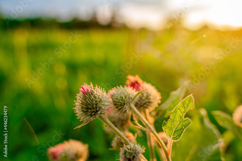 Beautiful natural landscape with thistles in the foreground at sunset. Summer theme