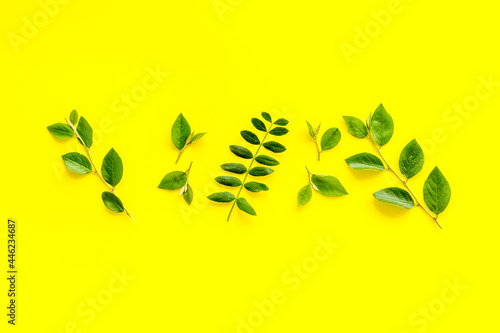 Green leaf pattern frame. Leaves branches top view