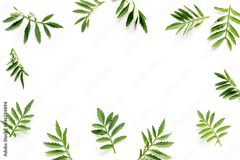 Frame of green leaves and branches on white. Overhead view Frame of green leaves and branches on white. Overhead view