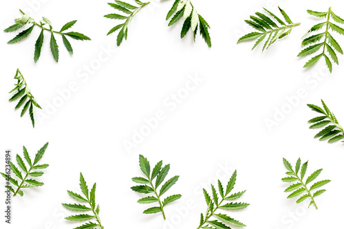 Frame of green leaves and branches on white. Overhead view