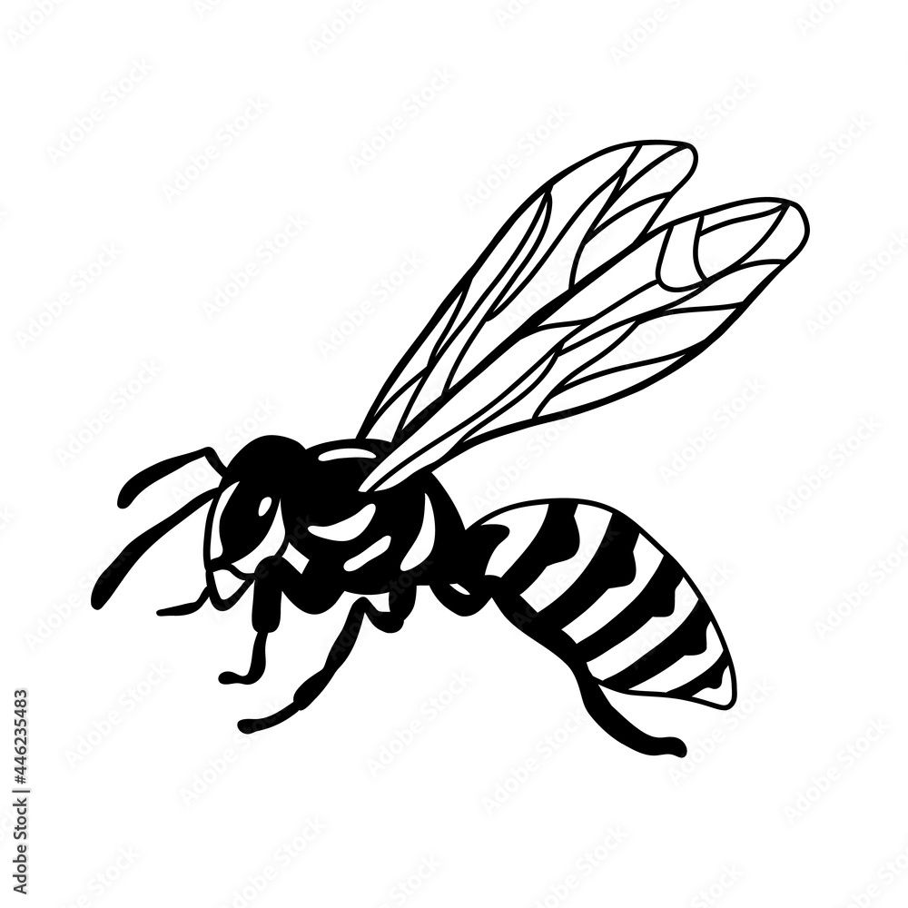 Wasp illustration, engraving, drawing, ink. Bee or wasp sit. Vector