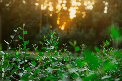 Natural green background with leaves in the park at sunset