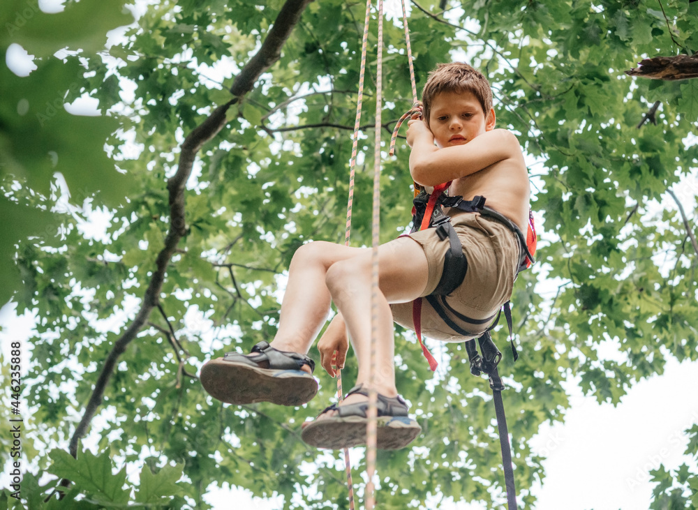 Young boy wearing rock climbing harness hanging on rope while climbing tree with alpine equipment and climbing gear, climbing courses for children