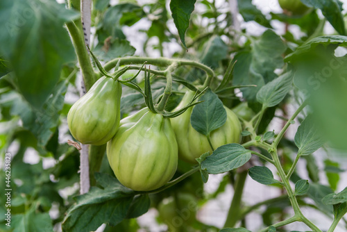 green unripe tomatoes in a greenhouse close-up. growing vegetables and fruits on the farm, gardening