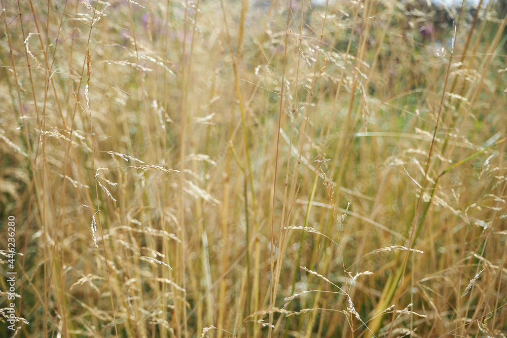 Fototapeta premium Field. Dry tall grass. Beautiful background, nature and countryside. High quality photo
