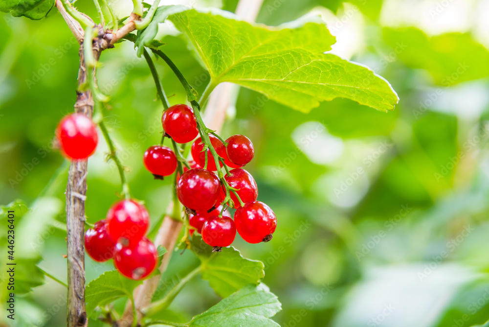 fresh red currant grows on a branch close-up against the background of green leaves. delicious healthy berries in the garden