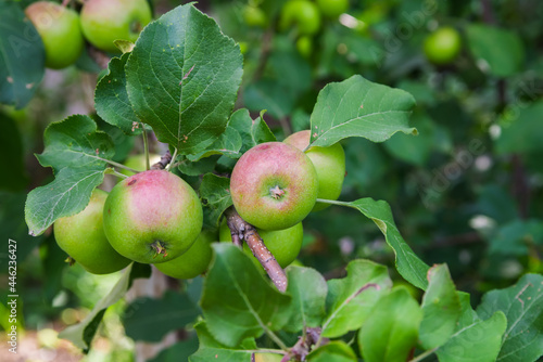 an apple tree with green unripe apples. garden fruits. seasonal harvest. useful vitamins on the farm