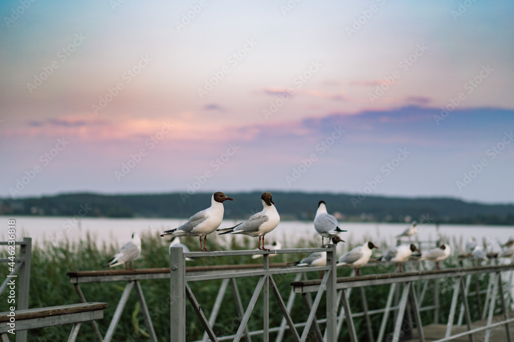 Obraz premium seagulls sitting on railing of wooden pier of Ladoga lake. Region of Karelia, Sortavala, Russia