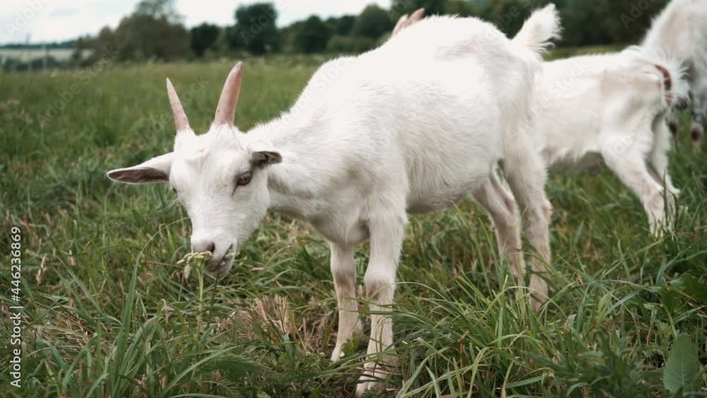 Close up of goats eating grass in a green meadow. Slow motion Close up of goats eating grass in a green meadow. Slow motion