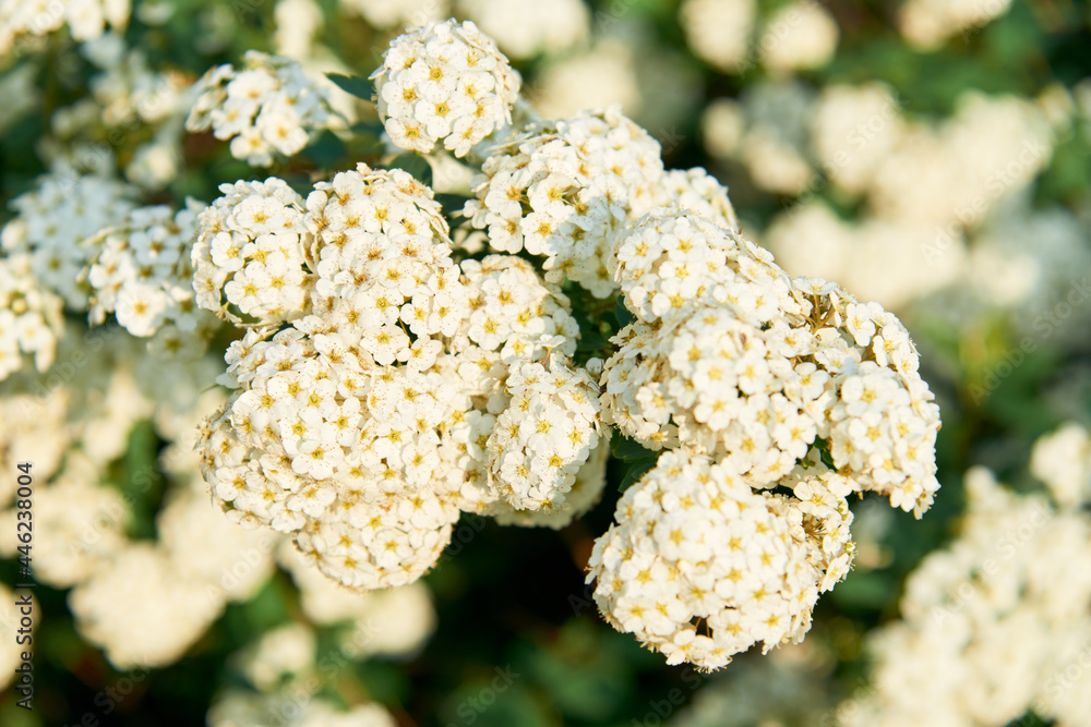 A beautiful spring shrub with small delicate white flowers. Selective focus. A beautiful spring shrub with small delicate white flowers. Selective focus.