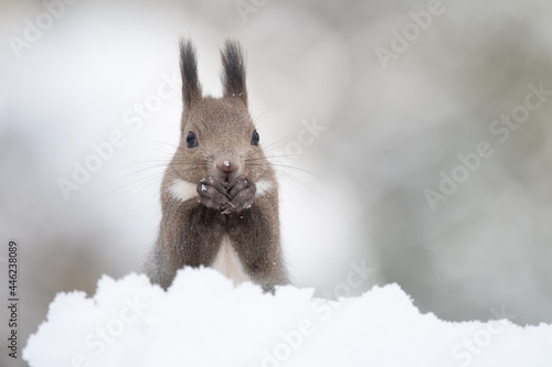 冬のエゾリス © mihiro_wildlife