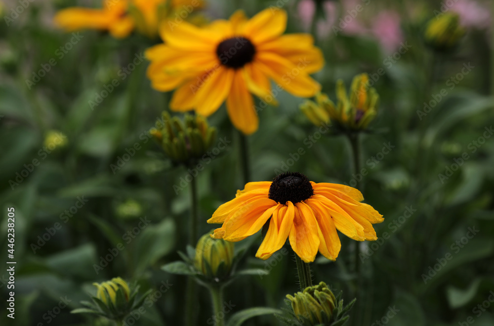 Rudbeckia yellow flowering coneflower in the garden Rudbeckia yellow flowering coneflower in the garden