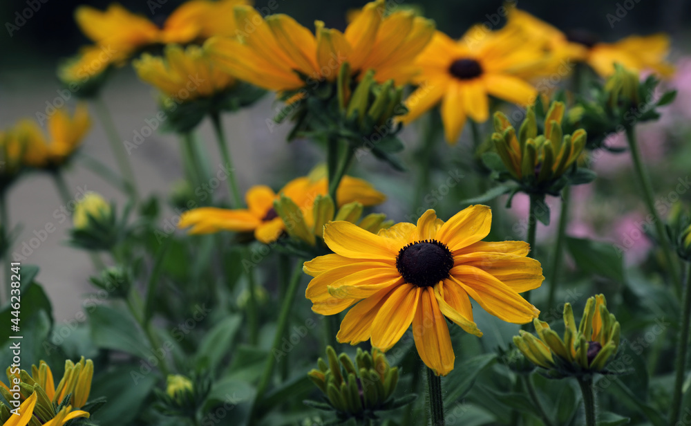 Rudbeckia yellow flowering coneflower in the garden Rudbeckia yellow flowering coneflower in the garden