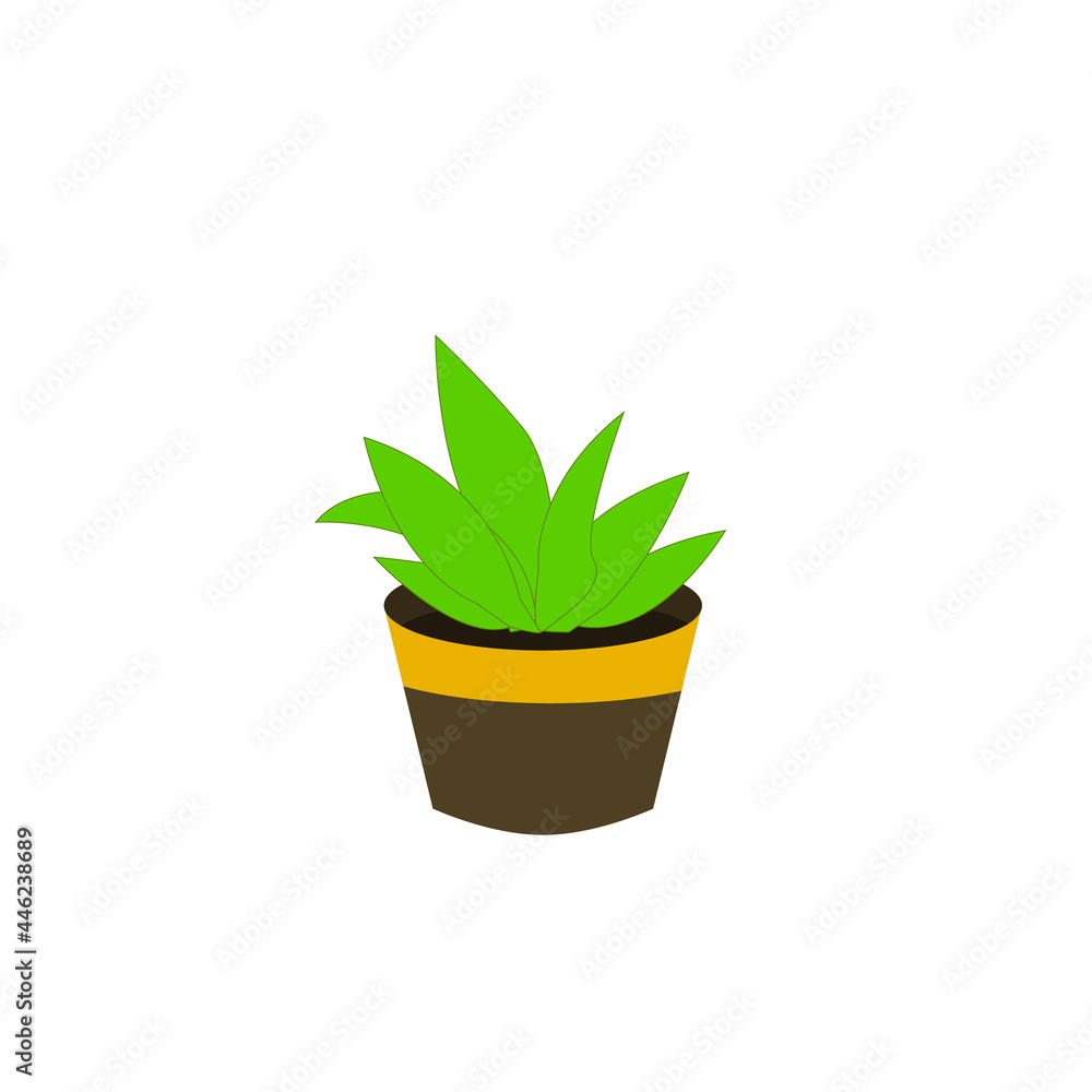 Aloe vera in a pot.Plant succulent leaves isolated on a white background Aloe vera in a pot.Plant succulent leaves isolated on a white background