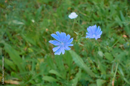blue chicory at green grass