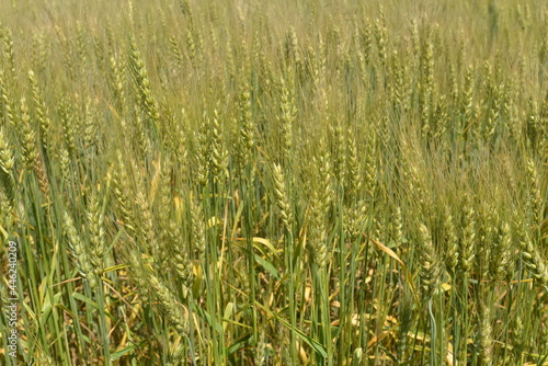 北海道の７月、夏の小麦畑