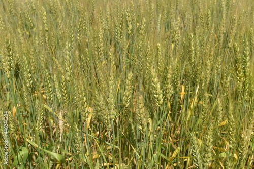 北海道の７月、夏の小麦畑
