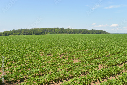 北海道の７月、夏のジャガイモ畑