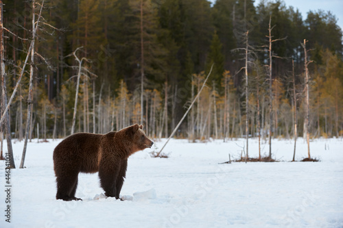 Brown bear in the snow © lucaar