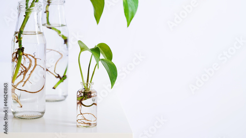 Canvas-taulu Young shoots of Golden pothos,Epipremnum aureum rooted in transparent glass bottle in water