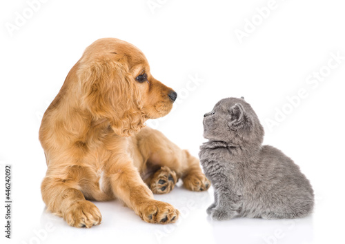 English Cocker Spaniel puppy and tiny kitten look at each other. isolated on white background © Ermolaev Alexandr