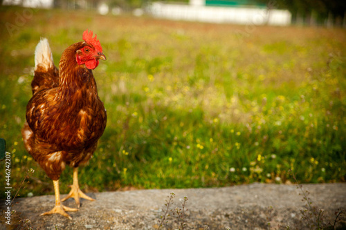 a chicken in the meadow