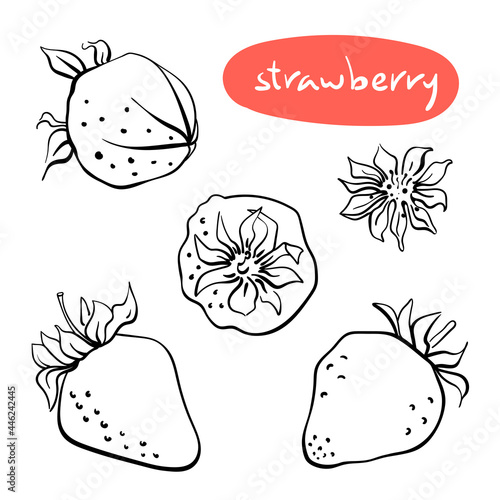 Strawberry. Black line sketch collection of fruits and berries isolated on white background. Doodle hand drawn fruits. Vector illustration