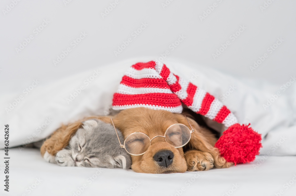 English Cocker spaniel puppy wearing eyeglasses and warm hat and cute kitten sleep together under white warm blanket on a bed at home
