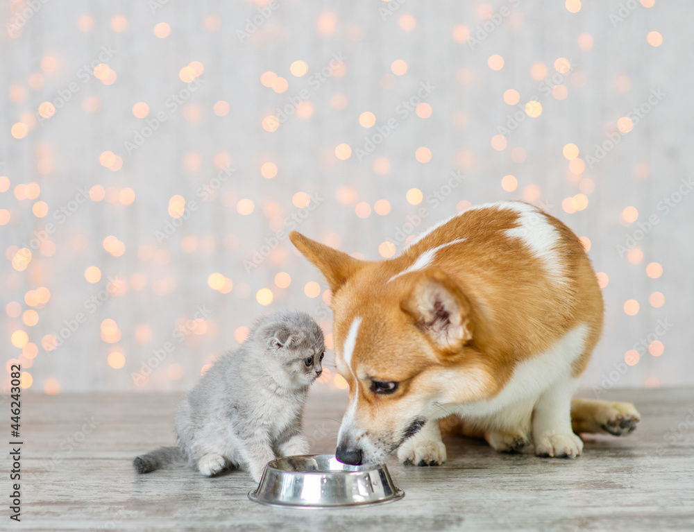 Pembroke welsh dog and tiny kitten drink water together from one