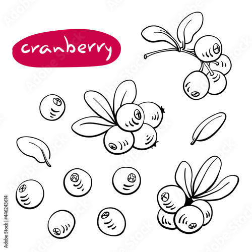 Cranberry. Black line sketch collection of fruits and berries isolated on white background. Doodle hand drawn fruits. Vector illustration