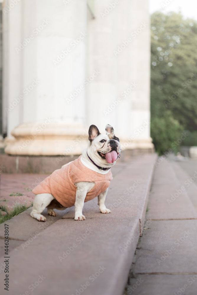 French Bulldog. Clothes for dogs. Dressed dog