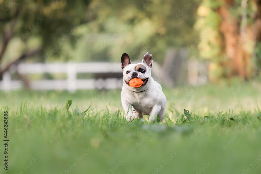 Close up of a running cute french bulldog Close up of a running cute french bulldog