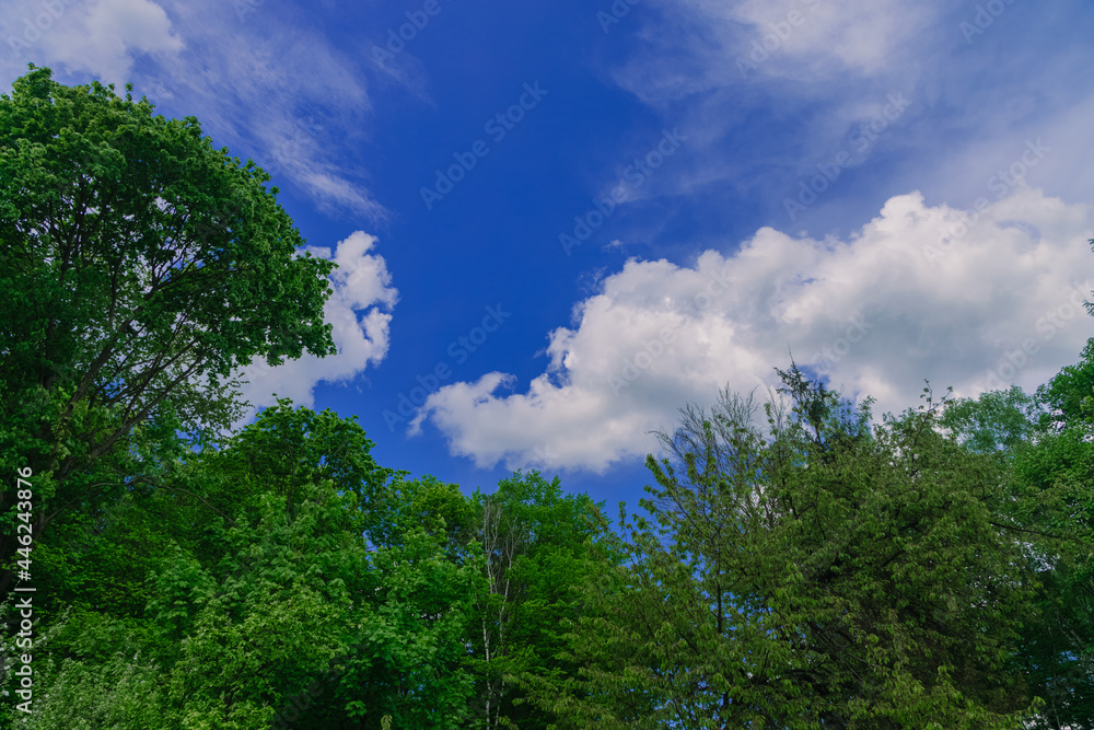 summer landscape above green trees foliage and blue sky white clouds scenic view in July season clear weather day time