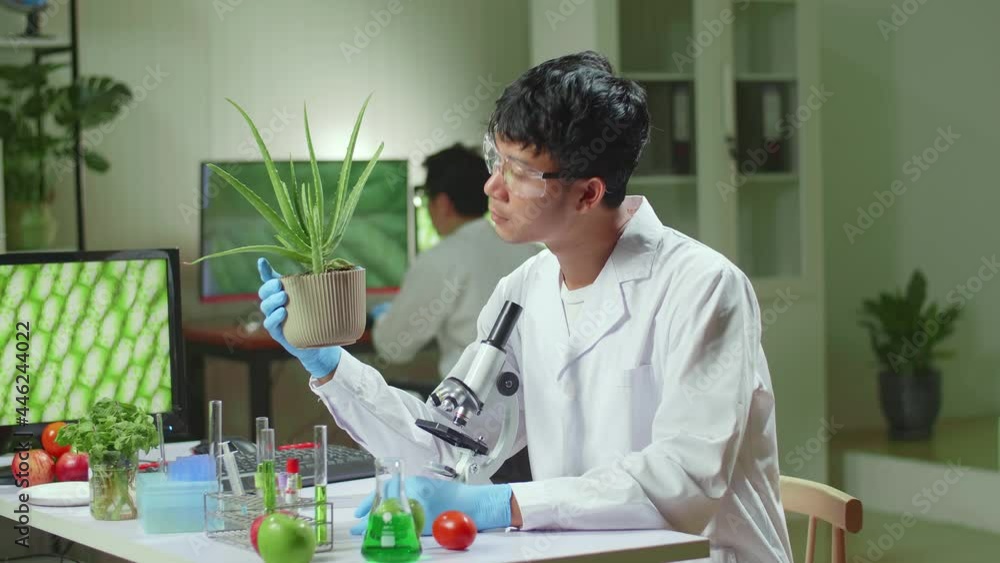 Asian Man Researcher Looking At Aloe Vera. Scientist Observing Genetic Mutation On Plants, Working In Agriculture Laboratory
Asian Man Researcher Looking At Aloe Vera. Scientist Observing Genetic Mutation On Plants, Working In Agriculture Laboratory