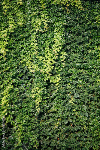 Ivy texture. Ivy hedge background. Ivyberry backdrop. Ivy wallpaper. Ivyberry backround image. Ivy wall. Green wall. Green plant texture. Green leaves background. Myrtle green background