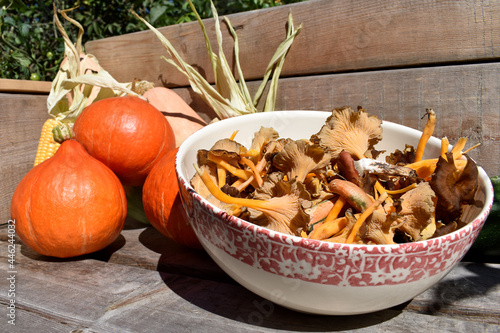 Kürbisse mit Pilzen, Kraterelle, Edelreizker vor Holzwand als herbstliches Motiv, aus dem Garten auf den Tisch, Hokaido in kräftigem Orange für Halloween und Herbst	
 photo