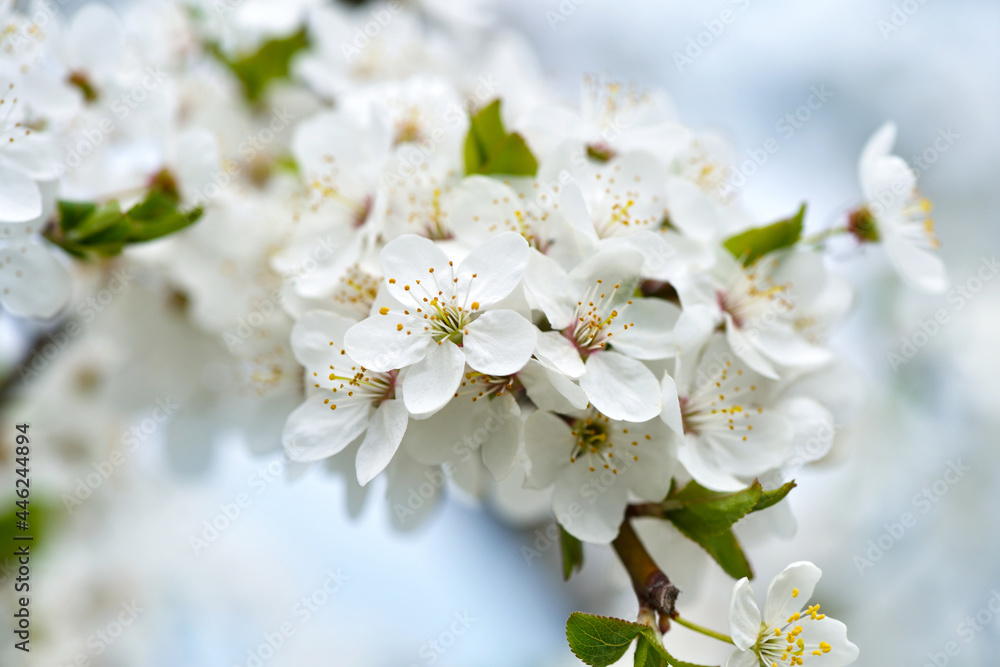 Flowers bloom on a branch of cherry against blue sky