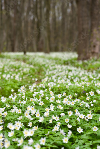 Anemone nemorosa flowers in the spring forest