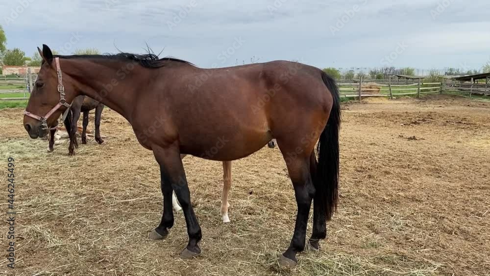 A brown mare stands on the street and a foal hid behind her A brown mare stands on the street and a foal hid behind her