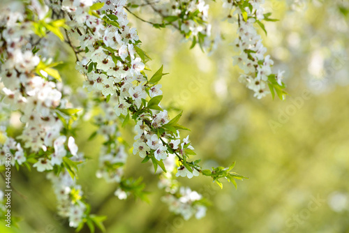 White flowers of Prunus cerasifera. Natural background