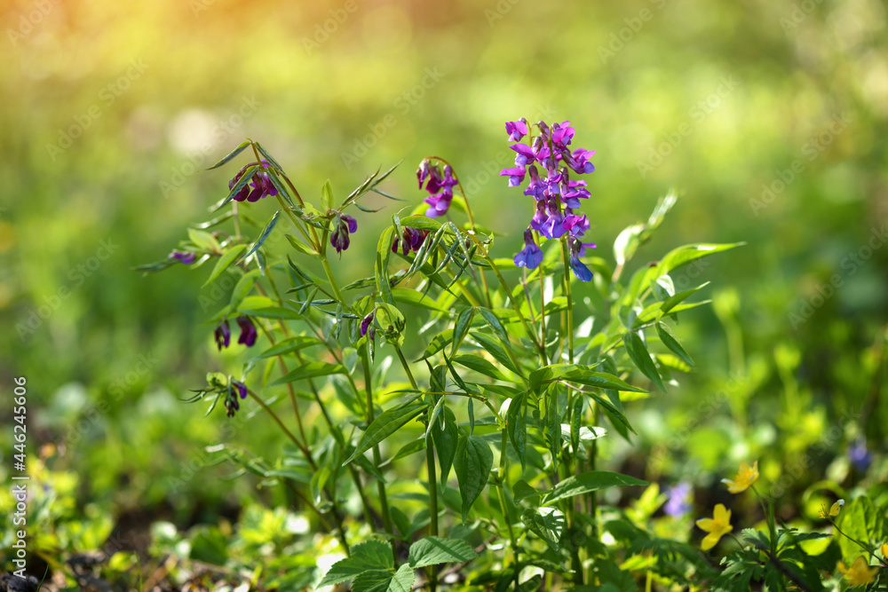 Spring in the wild blooms Lathyrus vernus. Beautiful flowers of blooming wild forest pea in spring forest Spring in the wild blooms Lathyrus vernus. Beautiful flowers of blooming wild forest pea in spring forest